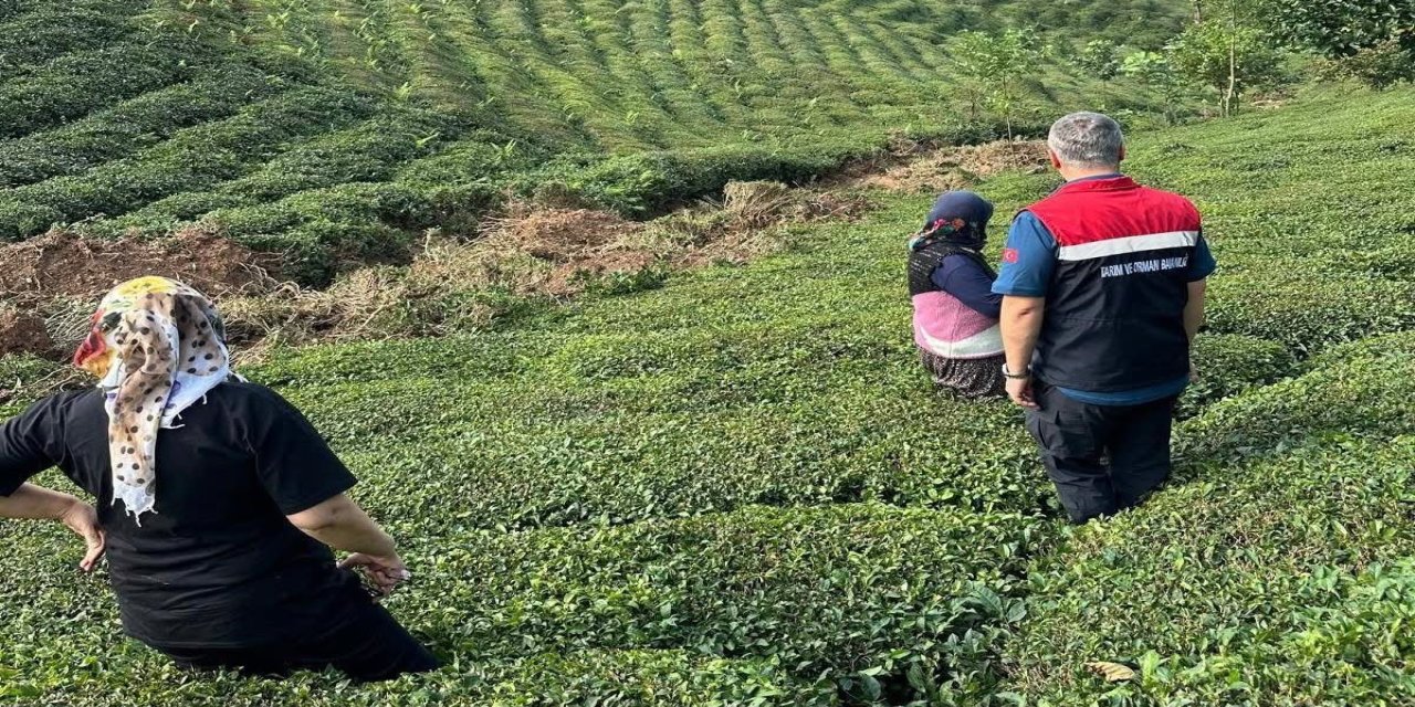 Rize'de Tarım Alanlarında Hasar Tespit Çalışmaları Yerinde İnceleniyor