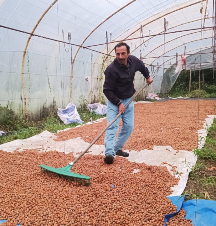 Karadeniz'de dinmeyen yağmurda serada fındık kurutma dönemi