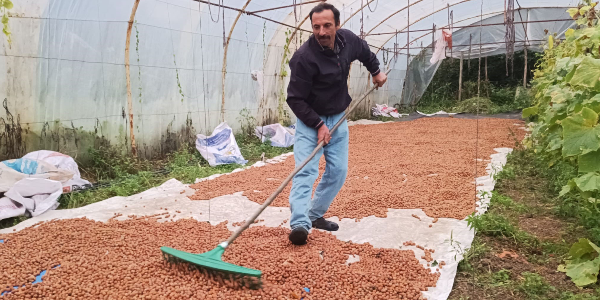 Karadeniz'de dinmeyen yağmurda serada fındık kurutma dönemi
