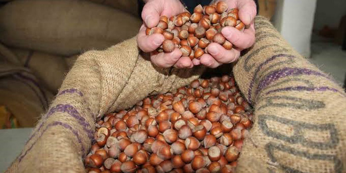 Giresun’da serbest piyasada fındık fiyatı 185 liraya geriledi