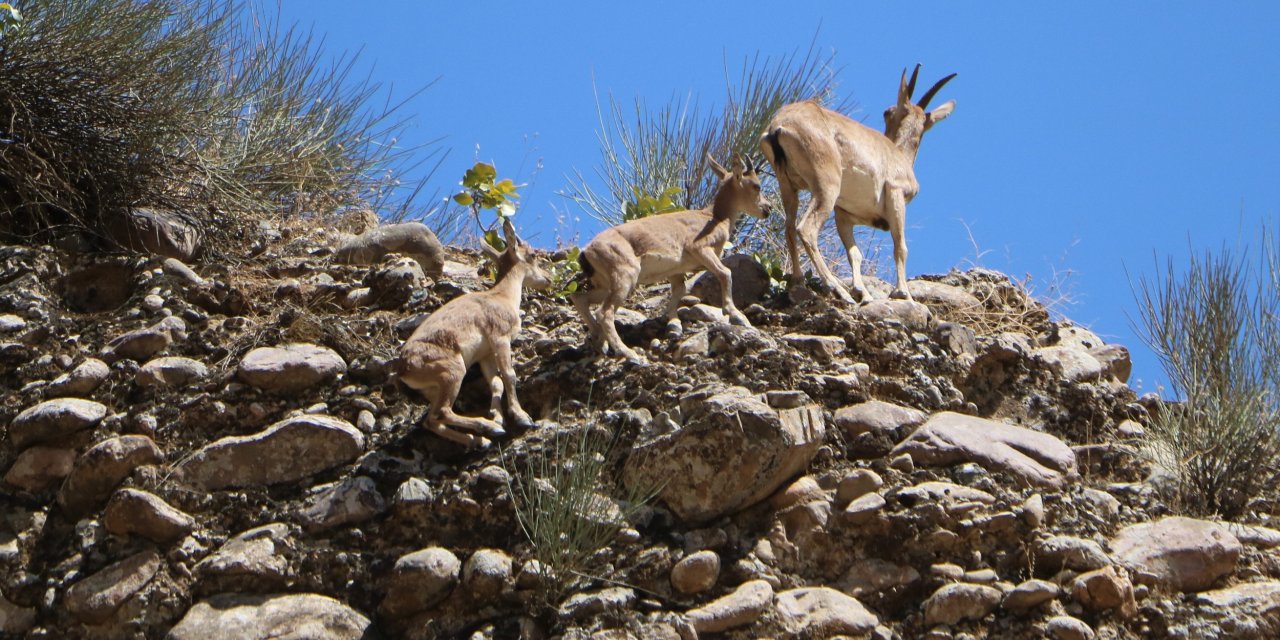 Hakkari'de Terörden Temizlenen Dağlarda Yaban Hayatı Canlandı