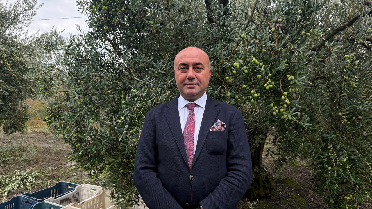 Marmarabirlik'ten 60 bin tonluk alım planı...Türkiye'de zeytinde rekor rekolte beklentisi