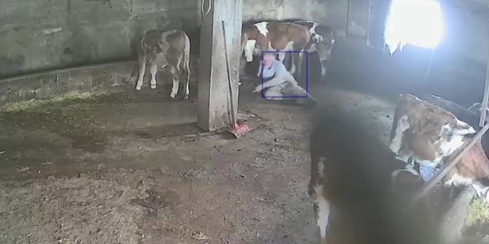 Sevmek istediği ineğinin tekmesiyle yere düştü: O anlar kamerada