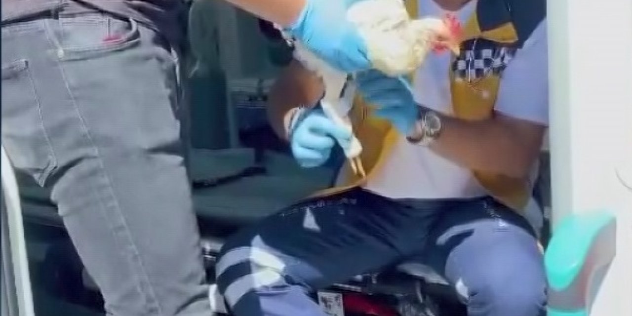 Sağlık Ekiplerinin Yaralı Tavuğa Ambulansta Müdahalesi Kamerada