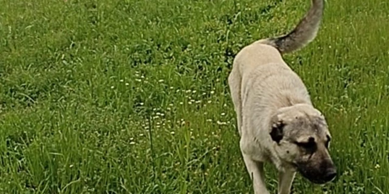 Komşusunun Köpeğini Bıçaklayarak Öldürdü