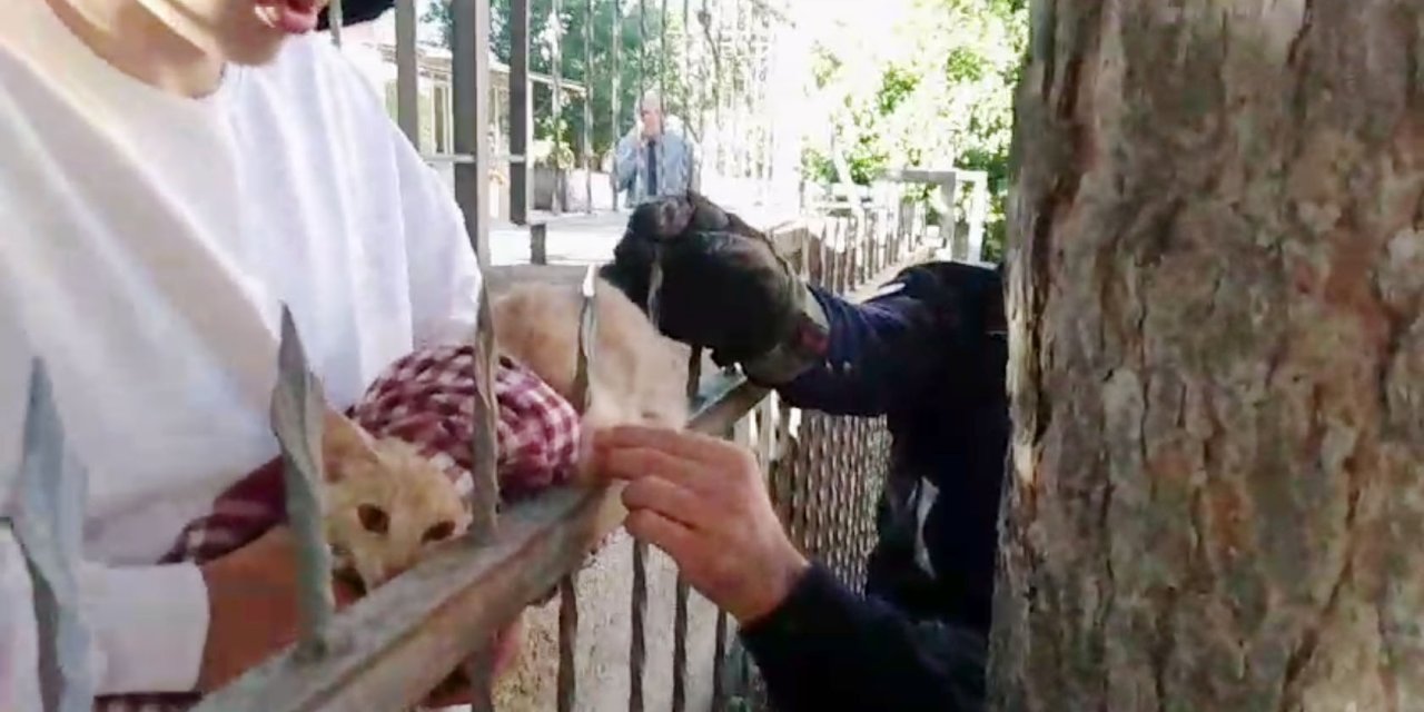 Derisine Demir Parmaklık Saplanan Kediyi İtfaiye Kurtardı