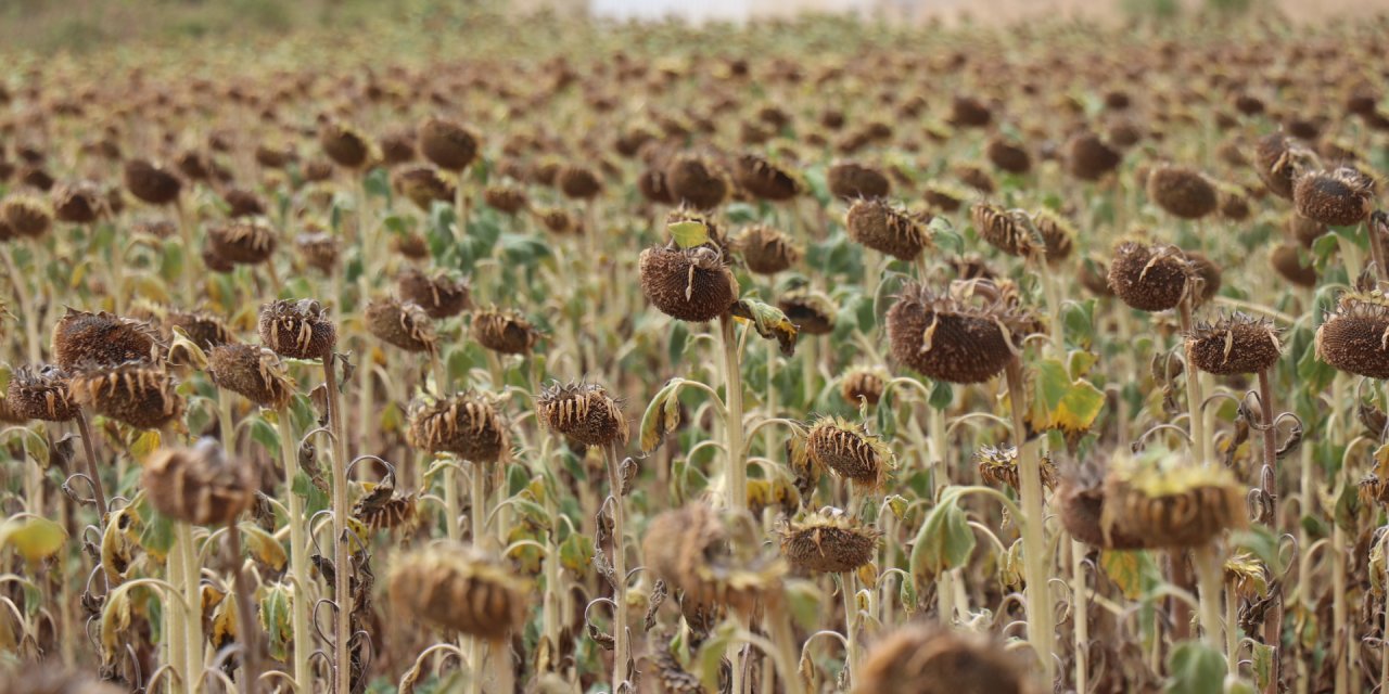 Ayçiçeğinde Avans Ödeme Fiyatı, Ton Başına 15 Bin Lira Olarak Açıklandı