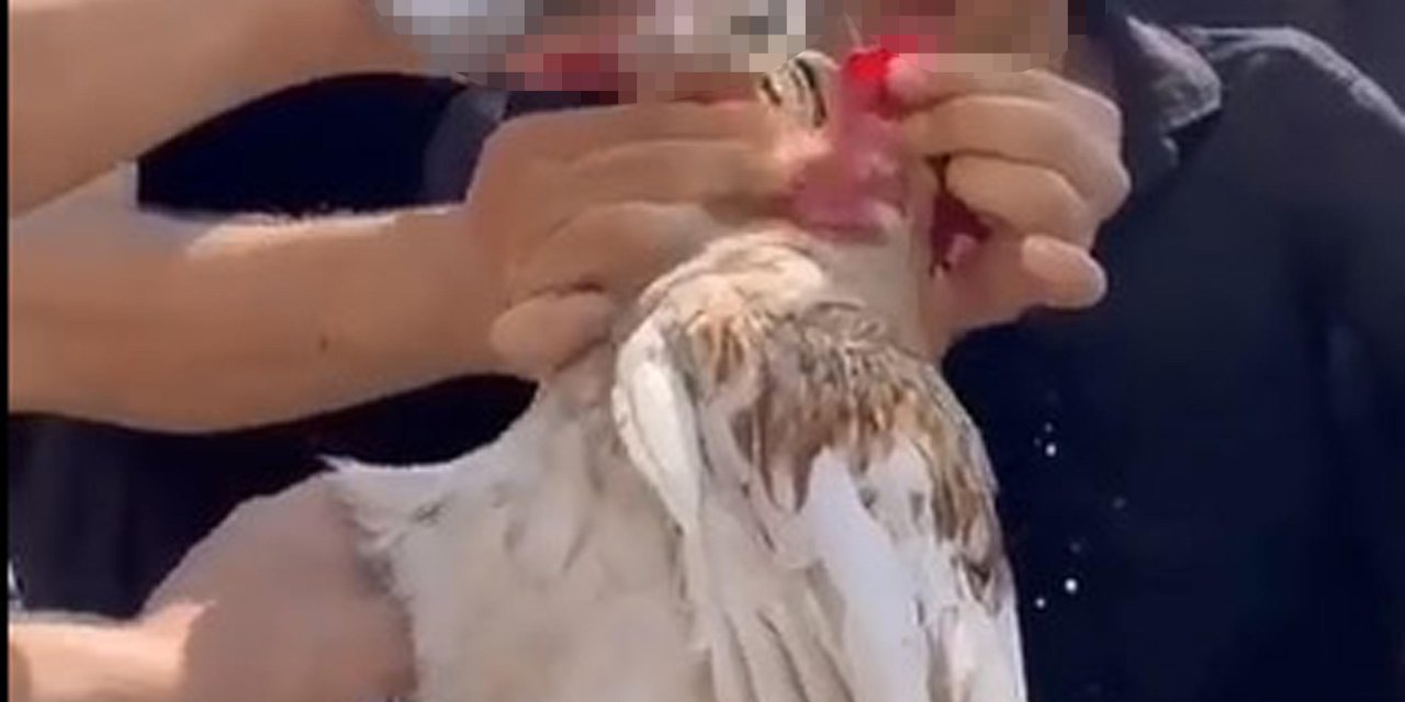 Düğünde Horoza İçki İçiren 5 Kişiye Para Cezası