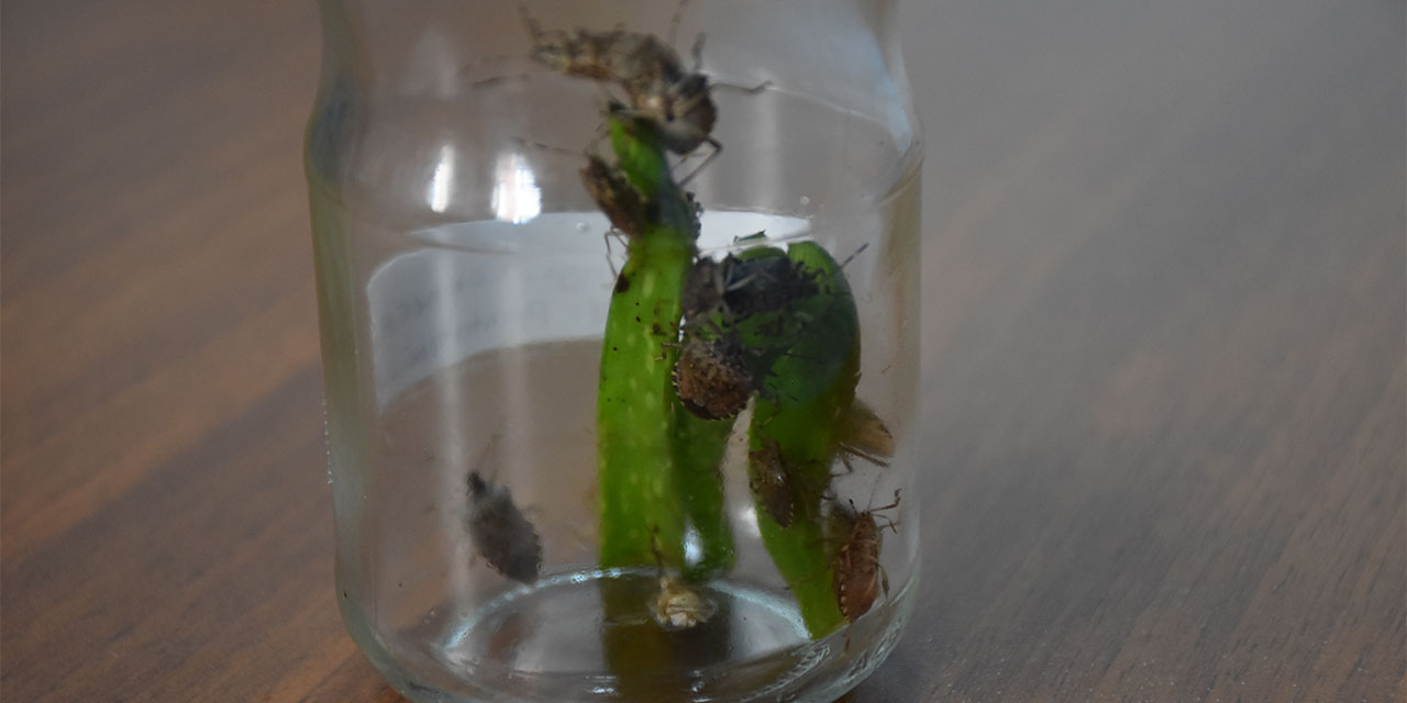 Trabzon'da, "kahverengi kokarca" ile mücadele toplantısı düzenlendi