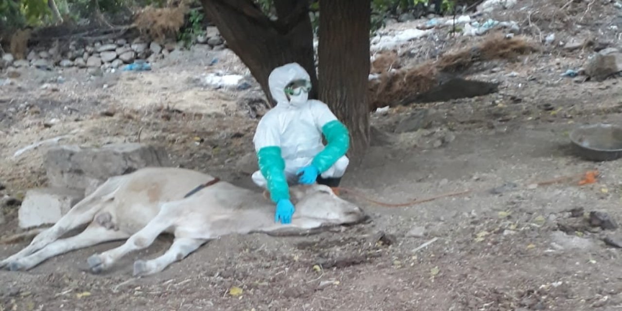 Köpek Ve Isırdığı 2 İnekte Kuduz Bulguları Görüldü, Çiftlik Karantinaya Alındı