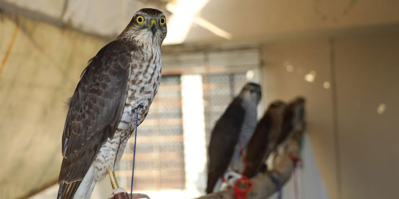 Şehir merkezine inen atmaca mağazaya girdi