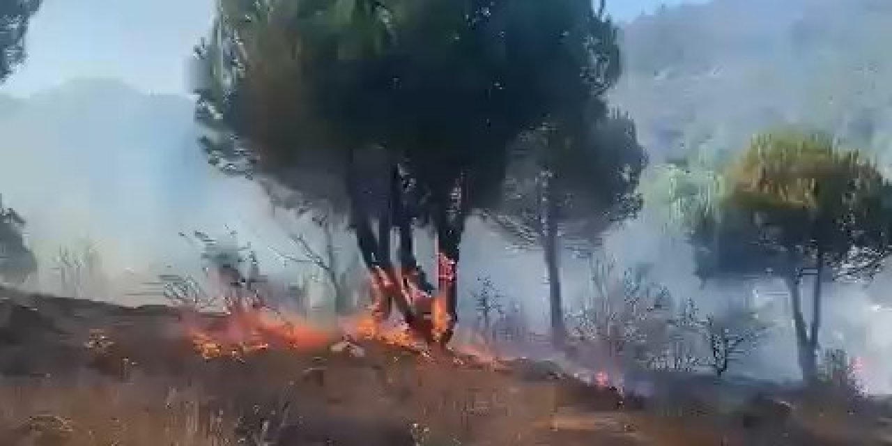 Sancaktepe'de Orman Yangını