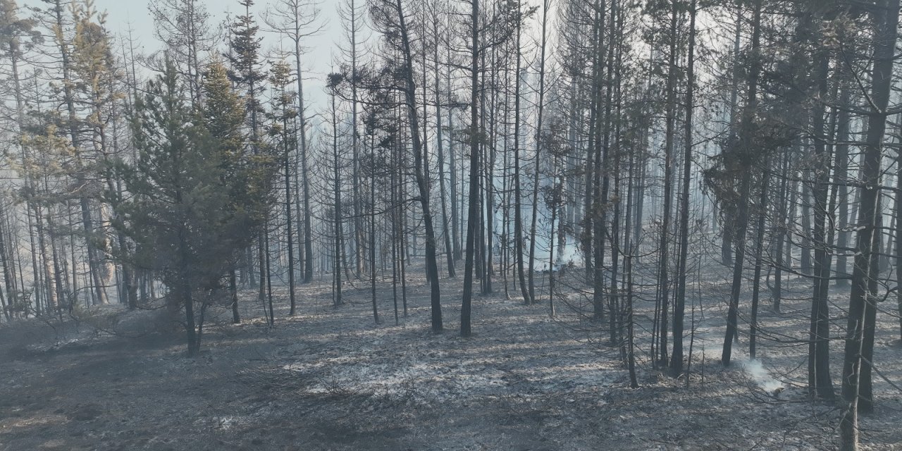 Bolu'daki Orman Yangını 22,5 Saatte Kontrol Altında