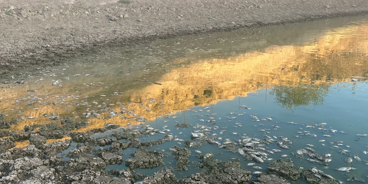 Batman'da Suyu Çekilen Gölette Yüzlerce Balık Öldü
