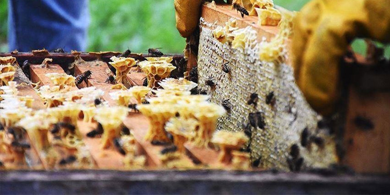 Doğu Karadeniz'in bal ihracatı 2,1 milyon doları buldu