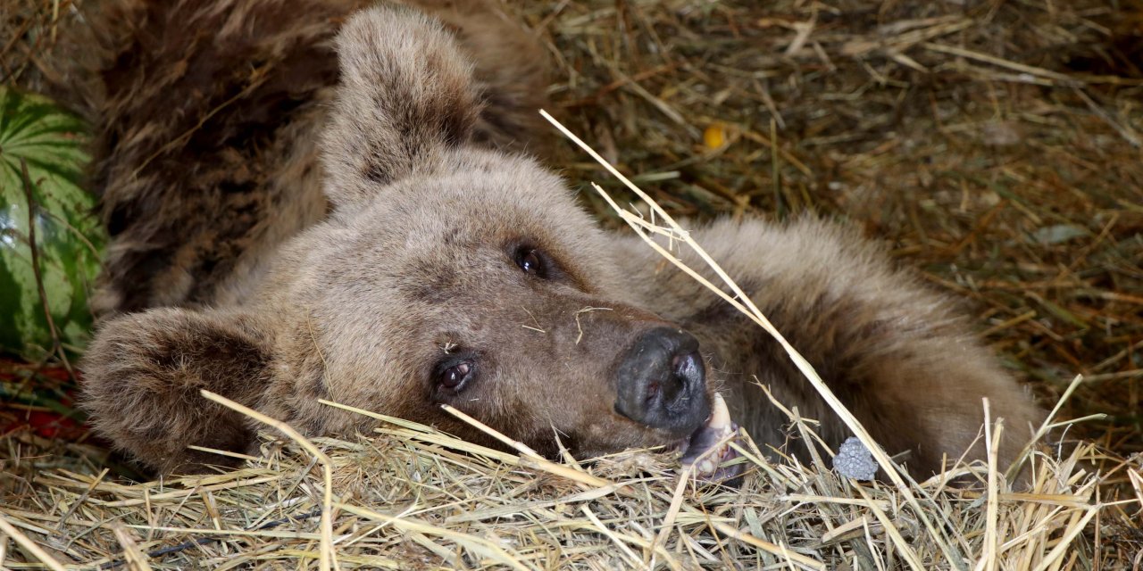 Ateşli Silahla Vurulan Bozayı Ömür Boyu Felç Kalacak