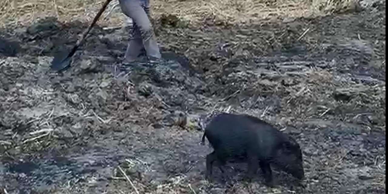 Foseptiğe Düşen Yavru Domuz, İş Makinesiyle Kurtarıldı