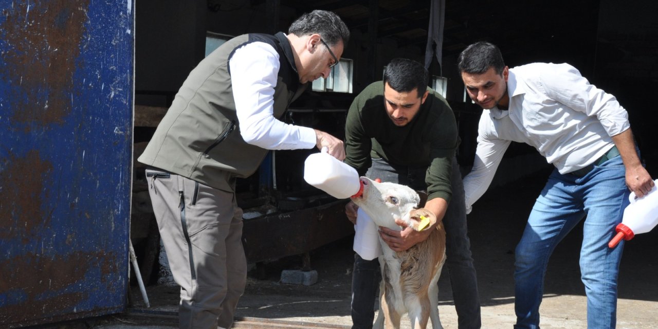 Buzağı Ölümlerini Engellemek İçin Kars'ta Üreticilere 'Ağız Sütü' Dağıtıldı