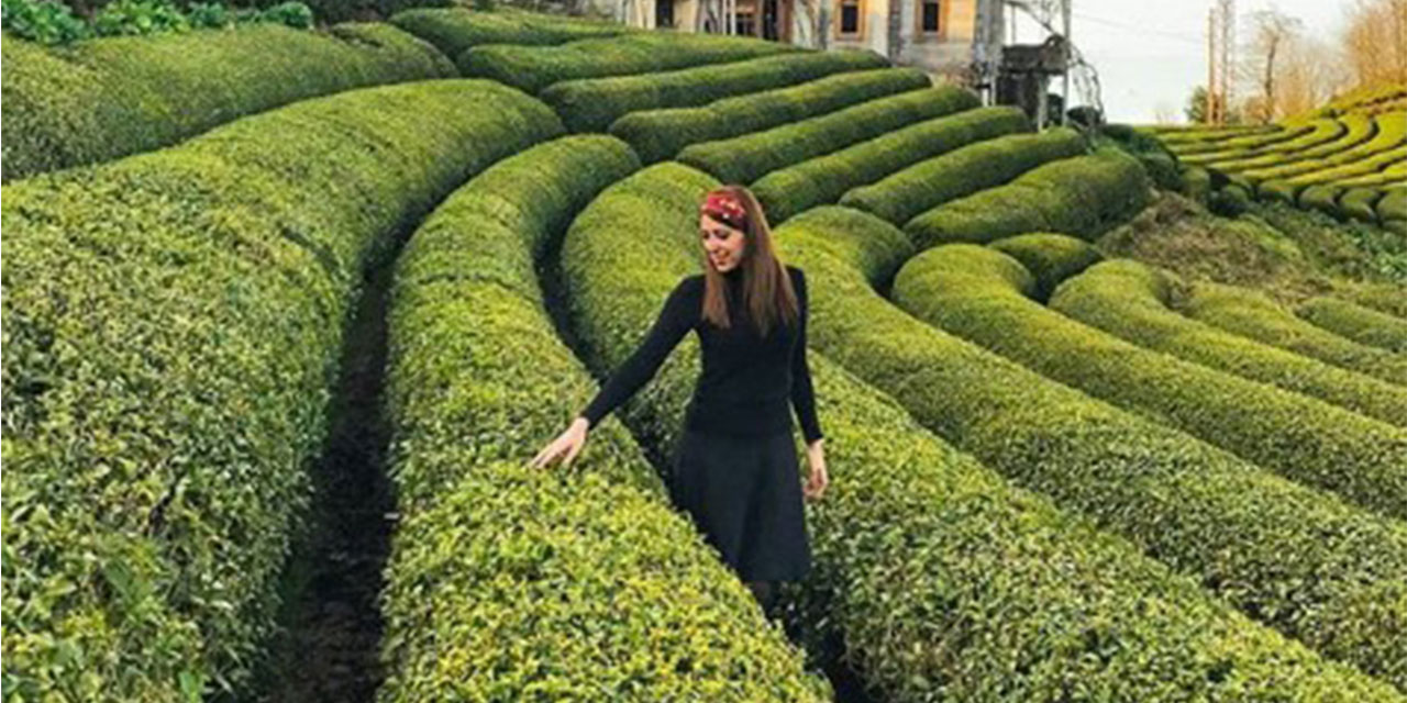 Kuraklık çayı da vurdu; rekoltede düşüş