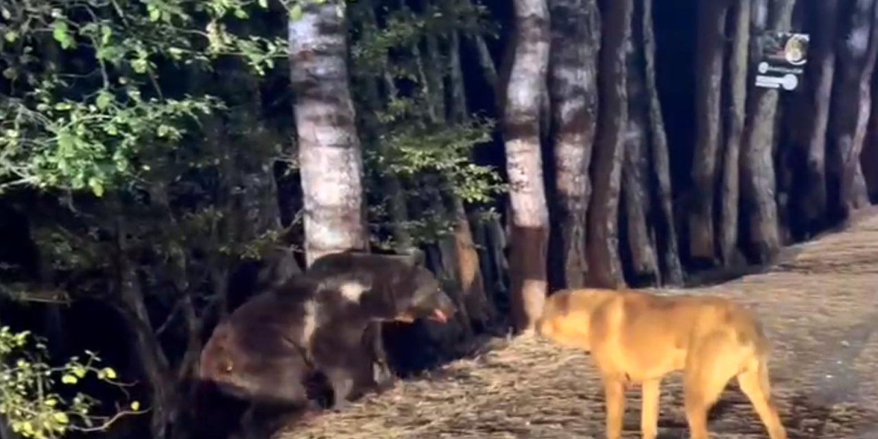 Milli Parkta Köpeklerin Ayının Peşinden Koşması Kamerada