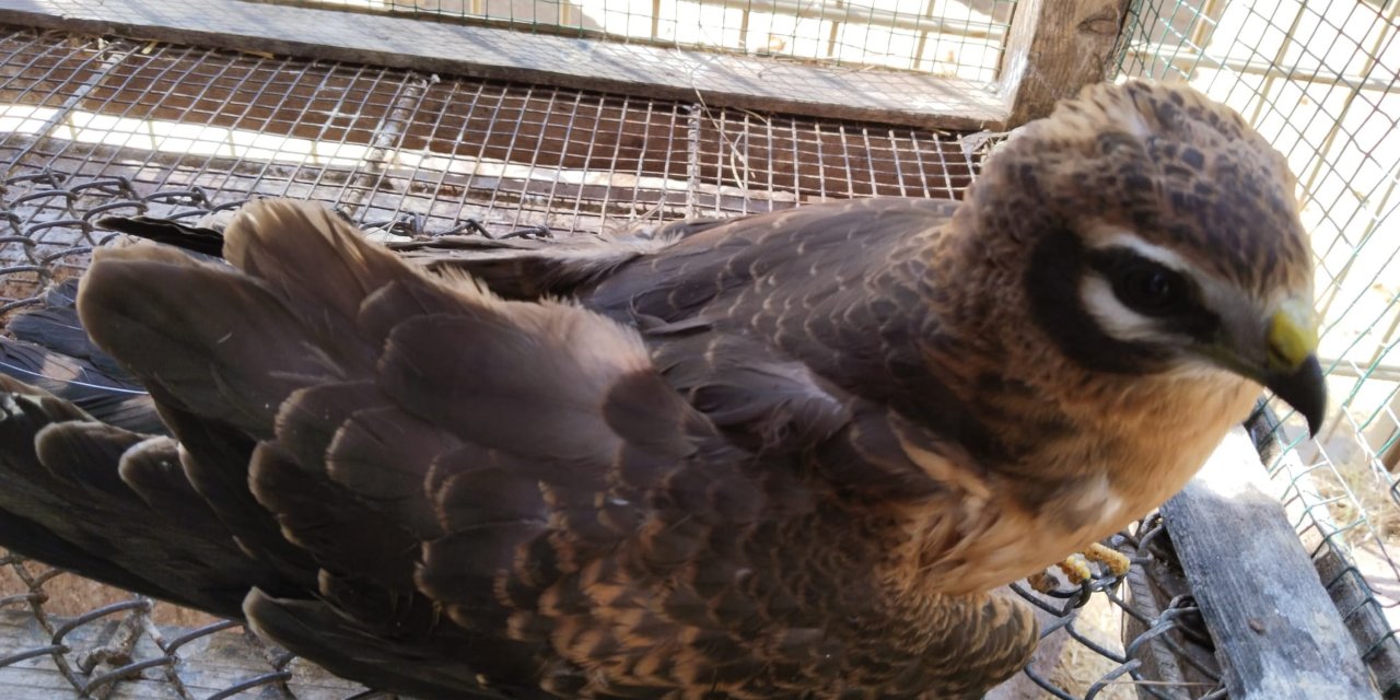 Abdülhamid Han Sondaj Gemisine Düşen Ala Doğana Helikopterli Sevk