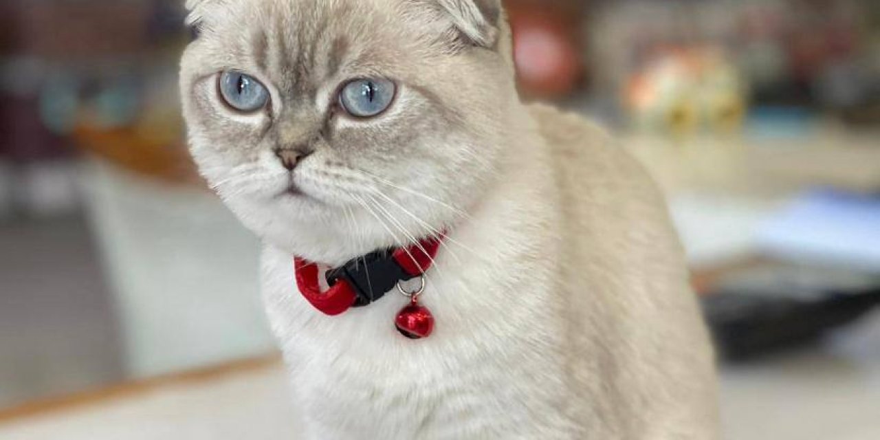 Esenyurt'ta Silahlı Kedi Kavga; Yoldan Geçen Kurye Vuruldu