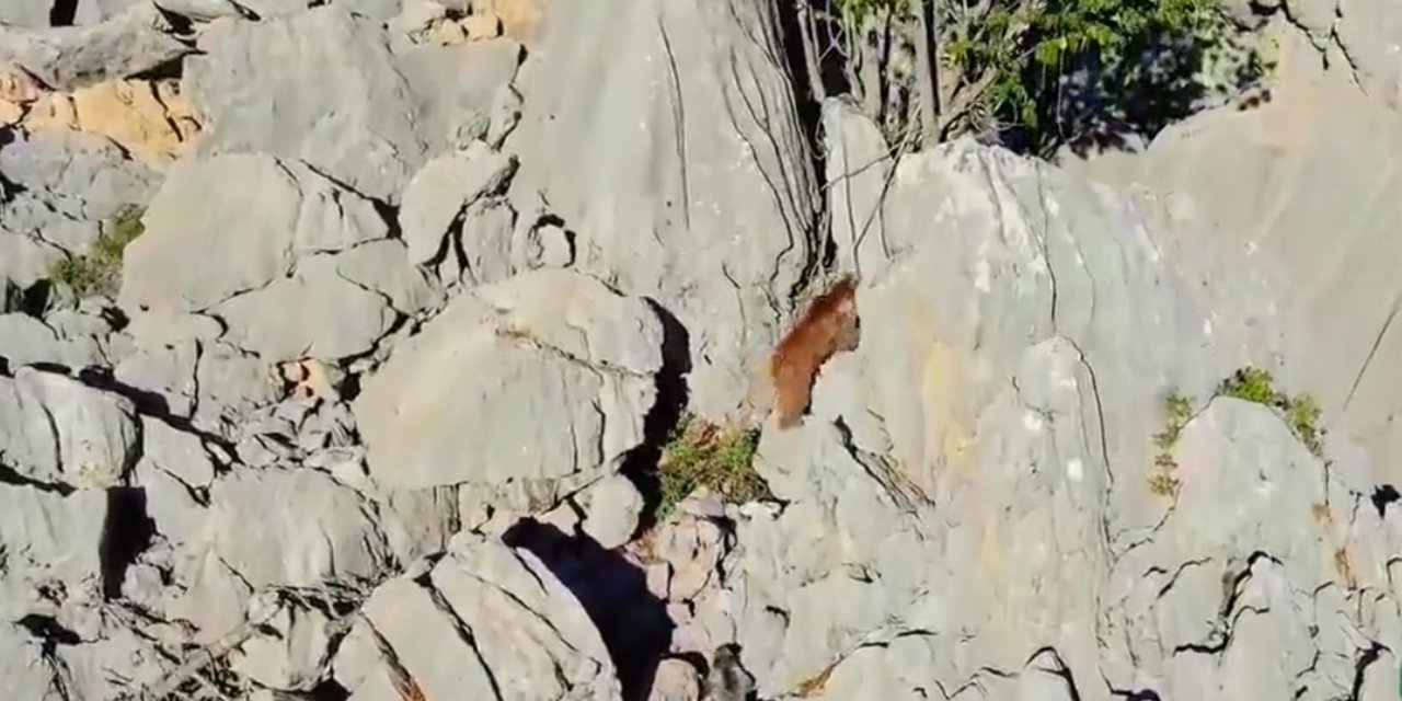 Ayı İle 2 Yavrusu, Zirvede Görüntülendi