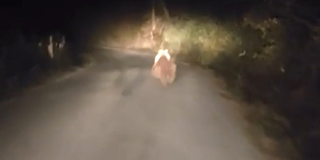 Köy Yolunda Otomobilin Önüne Ayı Çıktı