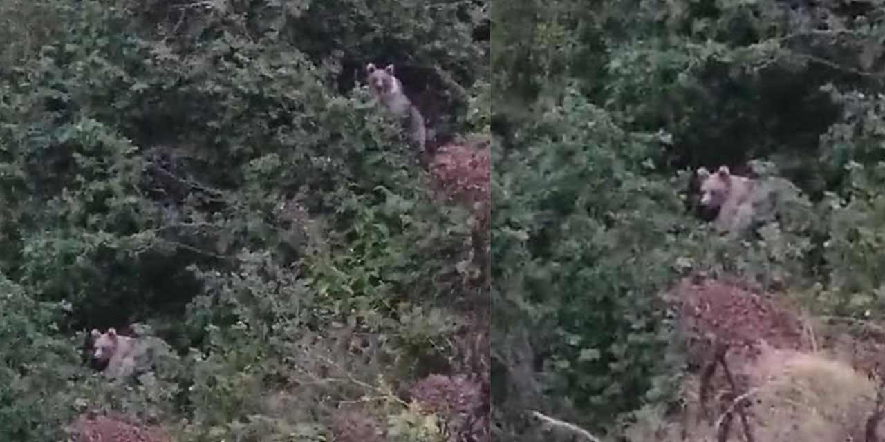 Rize'de ayıların fındık keyfi kameraya yansıdı