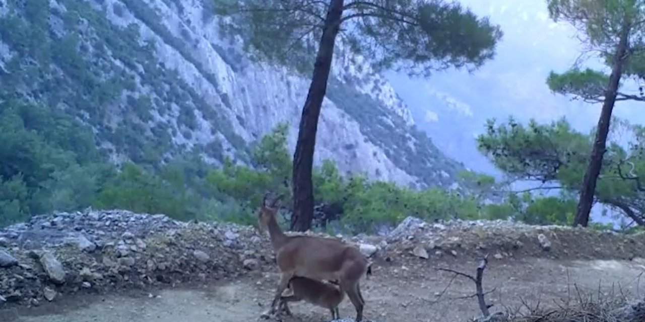 Yaban Keçilerinin Yavrularını Besleme Anı Fotokapana Yansıdı