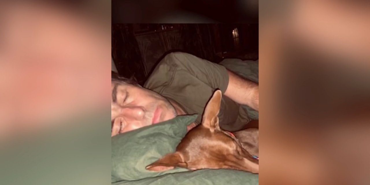 Tayland’daki Sokak Köpeğinin Başına Talih Kuşu Kondu