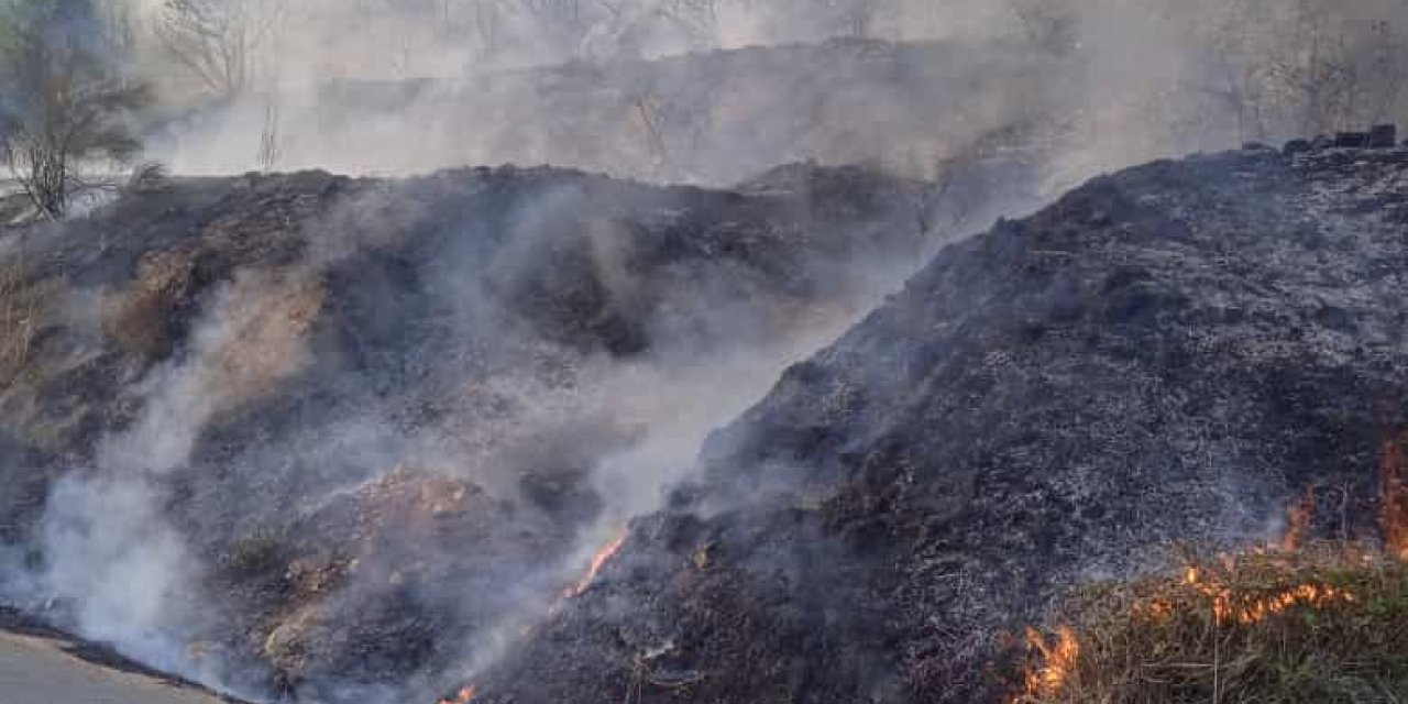 Pendik'te Ağaçlara Sıçrayan Yangın Söndürüldü