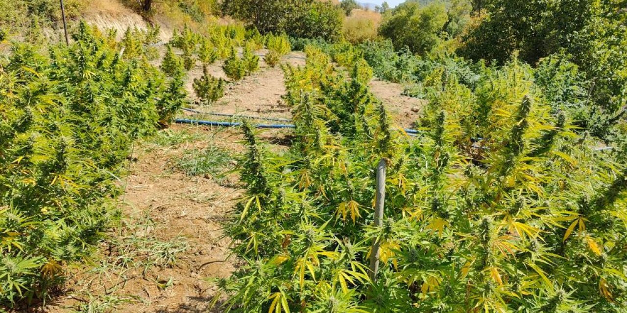 Diyarbakır’da 3 Milyon 600 Bin Kök Skunk Ve Hint Keneviri Ele Geçirildi