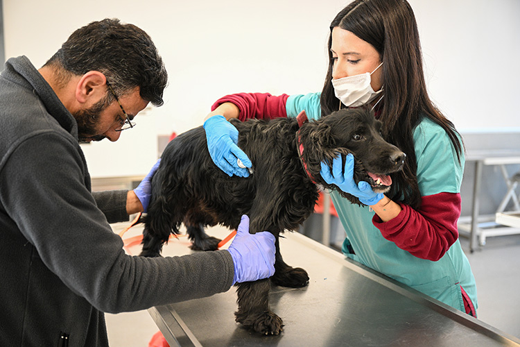 Enkazdan kurtarılan evcil hayvanlar İzmir’de rehabilite ediliyor