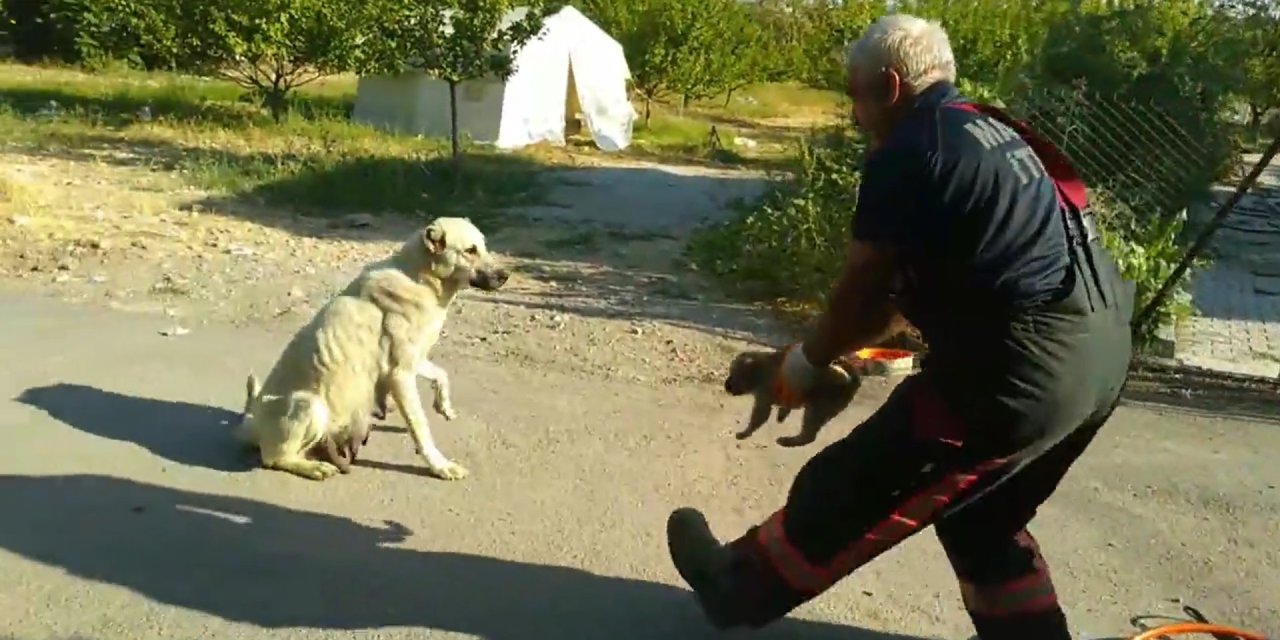Kafası Janta Sıkışan Yavru Köpeği İtfaiye Kurtardı