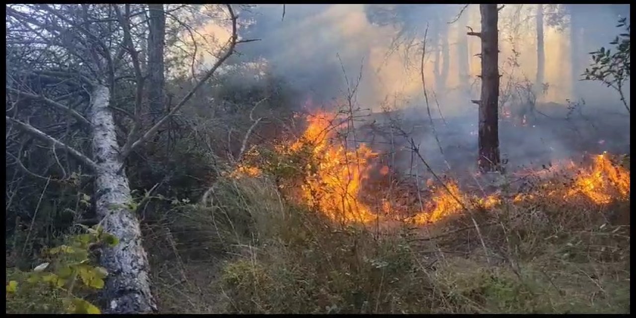 Sultangazi'de Orman Yangını Kontrol Altına Alındı