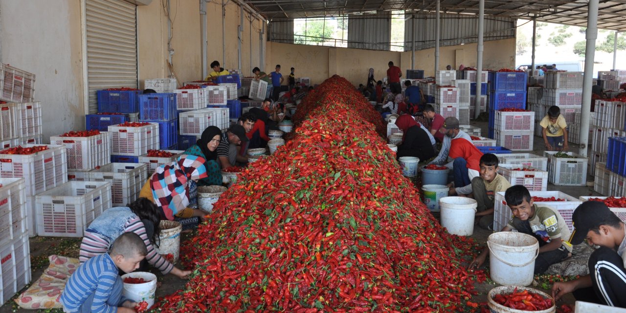 Gaziantep’te 5 Bin Tarım İşçisi, Biber Temizleyerek Geçimini Sağlıyor