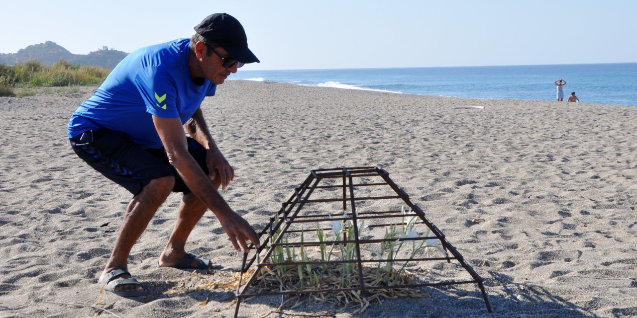 Gazipaşa Sahilindeki Kum Zambaklarına Metal Kafesli Koruma