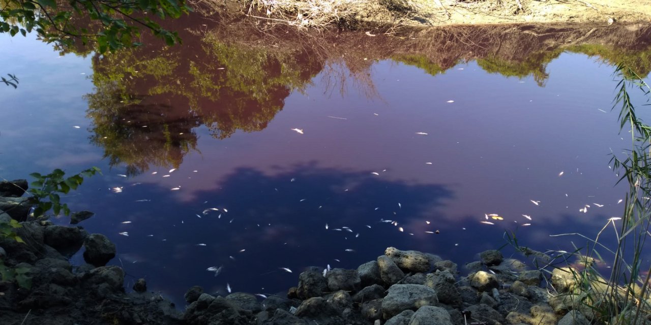 Siyaha Dönen Karasu Çayı'nda Balık Ölümlerine İnceleme