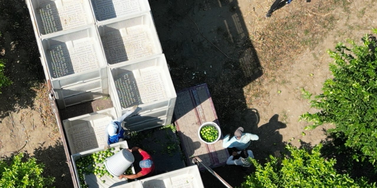 Narenciye İhracatında Destekleme Talebi