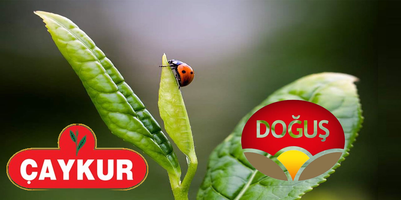 ÇAYKUR ve DOĞUŞ Çay, Türkiye'nin en büyük 500 sanayi kuruluşu arasında