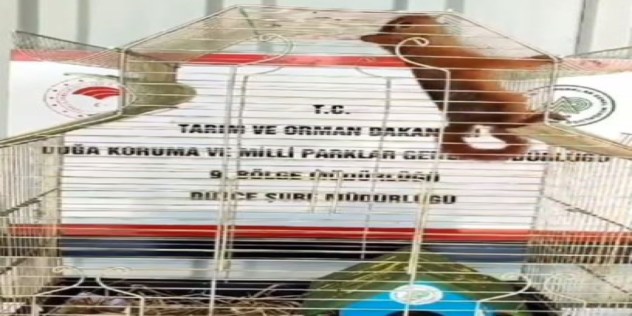 Yuvadan Düşen Yavru Sincap Tedaviye Alındı