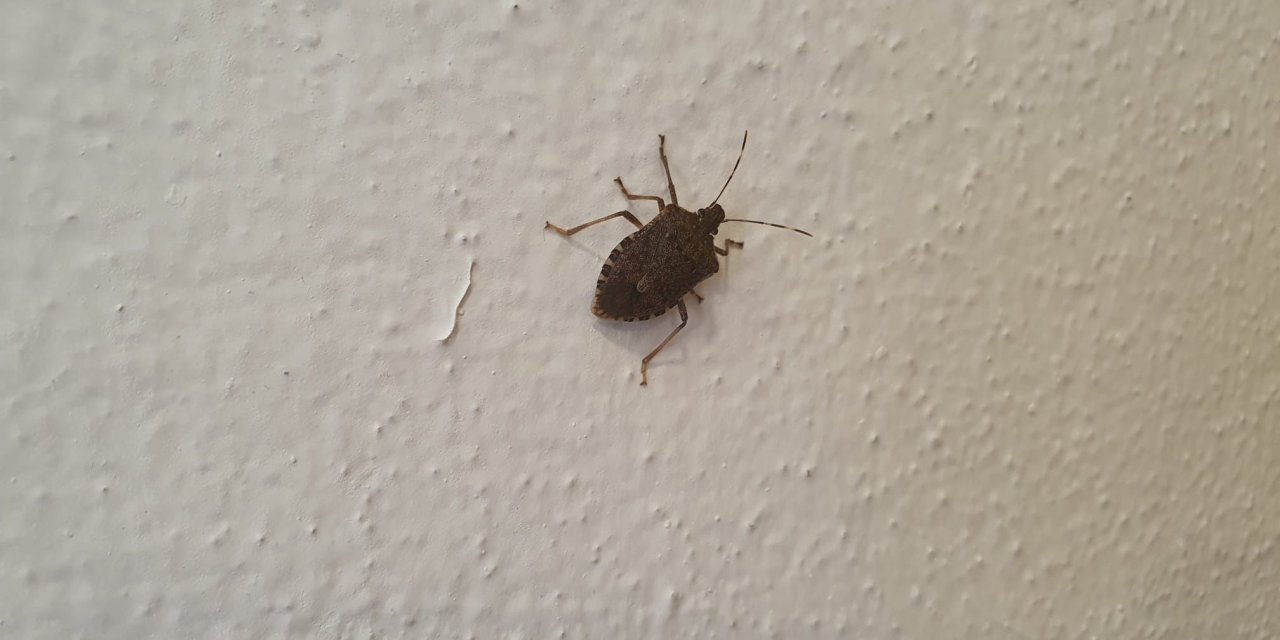 Fındık Fabrikasında Kahverengi Kokarca Böceği İstilası