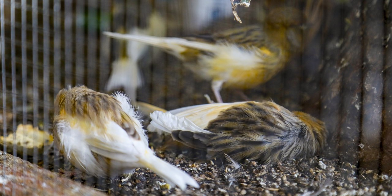 Kanarya Ve Papağan Tahliyesinde 4 Kuş Öldü