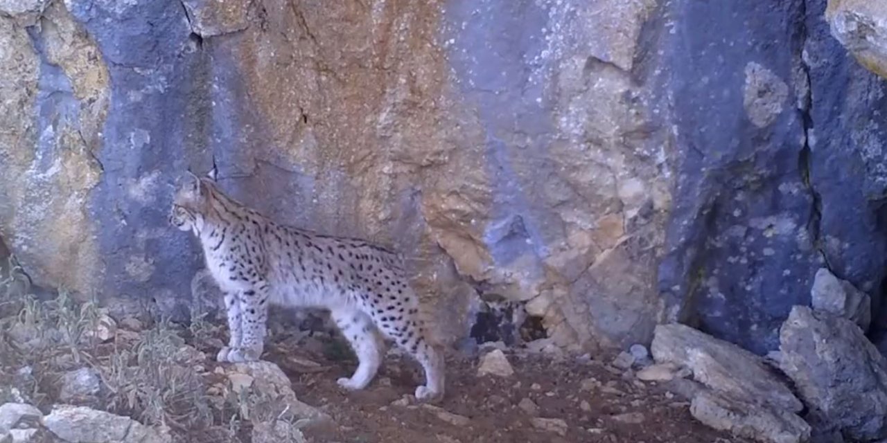 Vaşak Ailesi Fotokapana Yansıdı