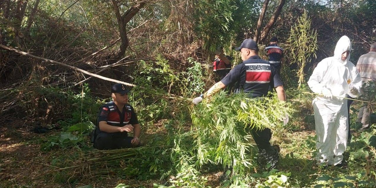 Kızılırmak Kenarına Ektiği Hint Kenevirlerini Sökerken Suçüstü Yakalandı