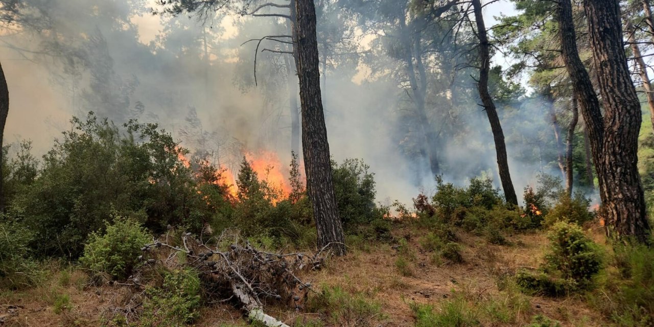 Çanakkale'de Orman Yangını