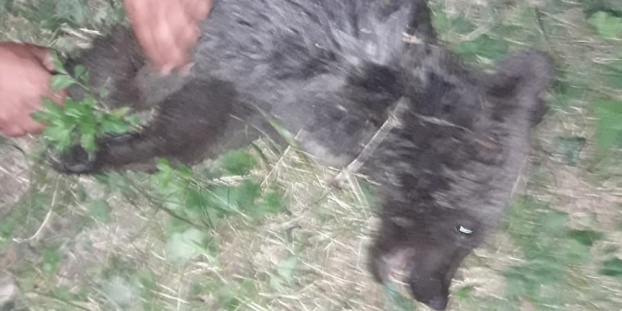 Kastamonu'da, Ayağı Kırılan Yavru Ayı Tedaviye Alındı