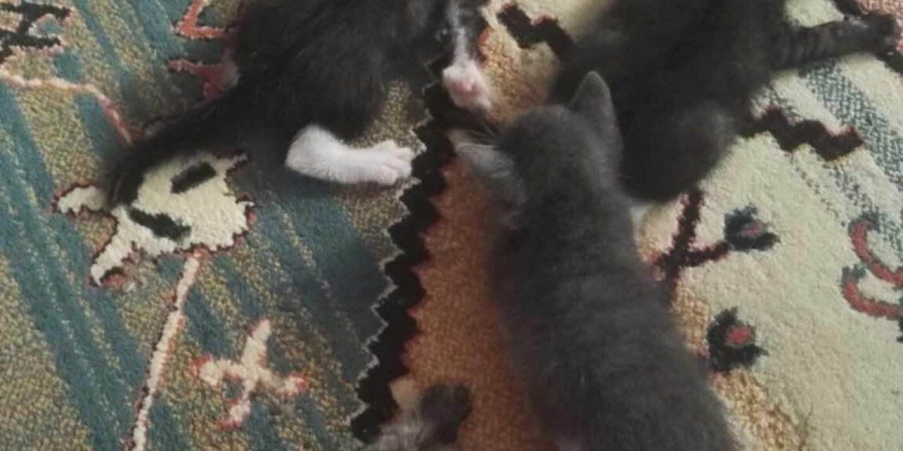 Yavru Kedilere Şiddet Uygulayan Şüpheliye Para Cezası