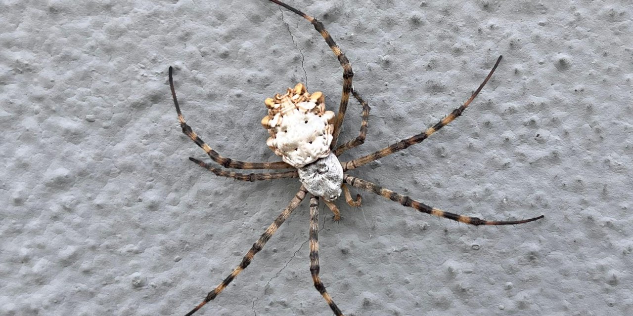 Prof. Dr. Sağlam: Türkiye'de Görülen 'Loblu Örümcek' İnsan Öldüren Tür Değil